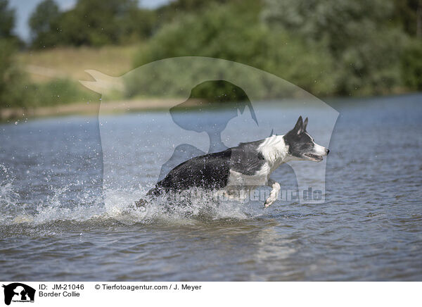 Border Collie / Border Collie / JM-21046