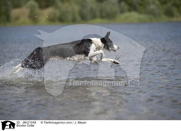 Border Collie / Border Collie / JM-21048