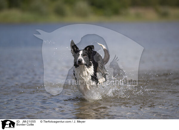 Border Collie / Border Collie / JM-21055