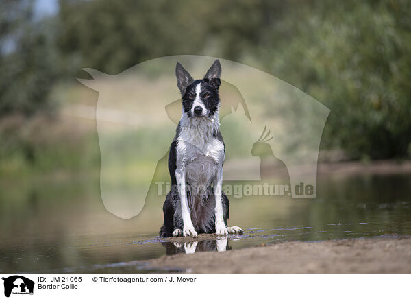 Border Collie / Border Collie / JM-21065