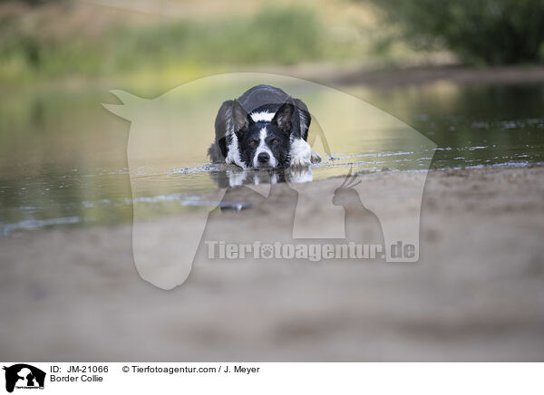 Border Collie / Border Collie / JM-21066