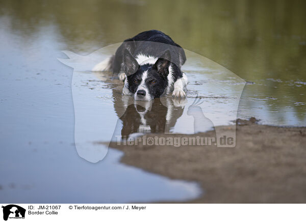 Border Collie / Border Collie / JM-21067