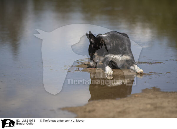 Border Collie / Border Collie / JM-21073