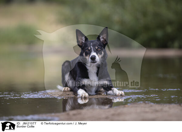 Border Collie / Border Collie / JM-21077