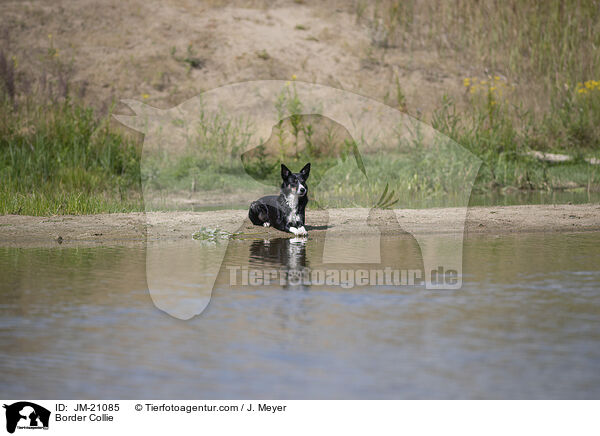 Border Collie / Border Collie / JM-21085