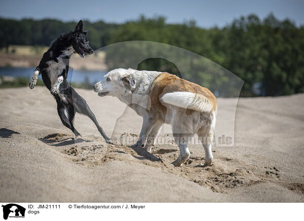 Hunde / dogs / JM-21111