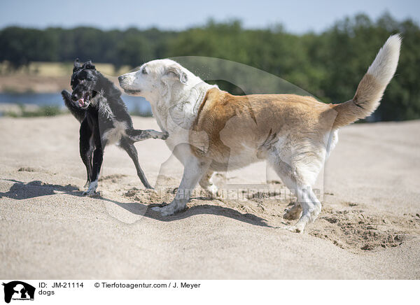 Hunde / dogs / JM-21114