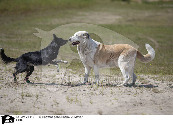 Hunde / dogs / JM-21119