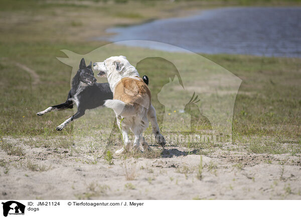 Hunde / dogs / JM-21124