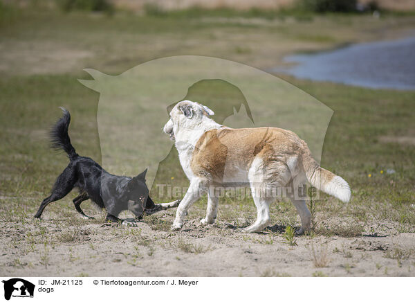 Hunde / dogs / JM-21125