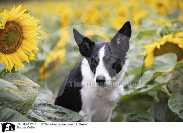 Border Collie / Border Collie / JM-21211