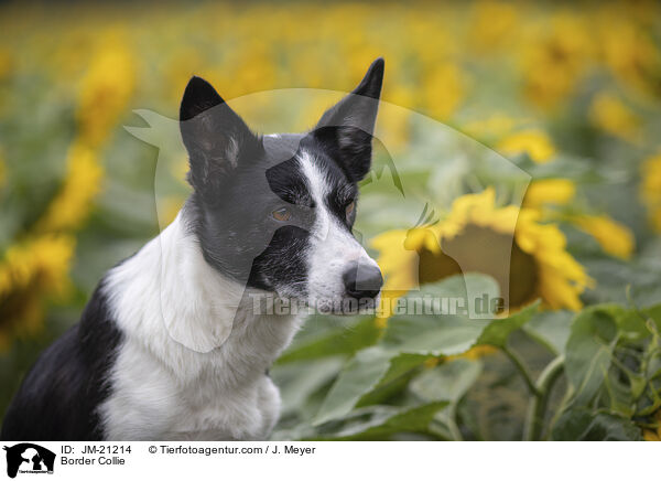 Border Collie / Border Collie / JM-21214