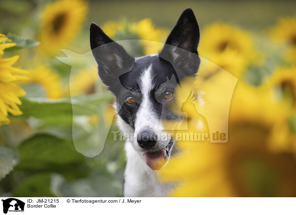 Border Collie / Border Collie / JM-21215