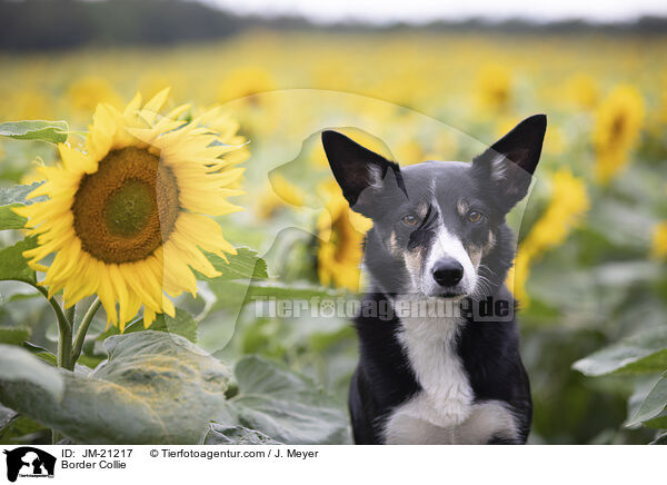 Border Collie / Border Collie / JM-21217