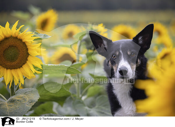 Border Collie / Border Collie / JM-21219