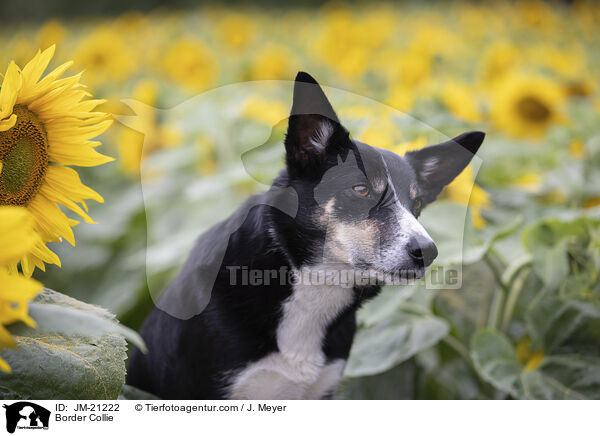 Border Collie / Border Collie / JM-21222