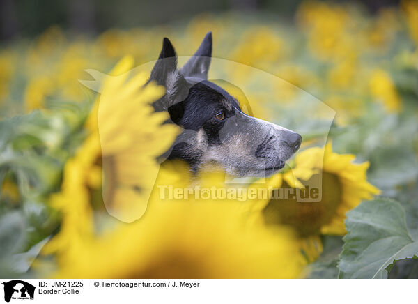 Border Collie / Border Collie / JM-21225