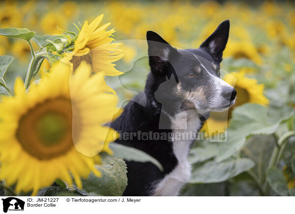 Border Collie / Border Collie / JM-21227