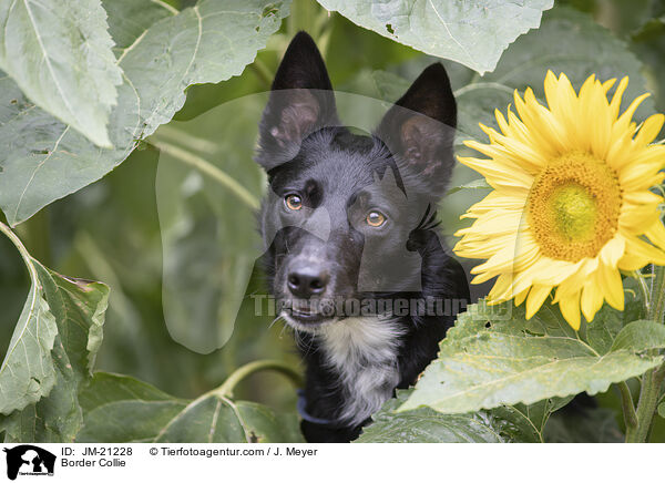 Border Collie / Border Collie / JM-21228