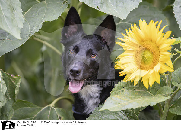 Border Collie / Border Collie / JM-21229