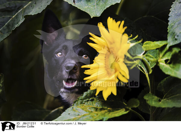 Border Collie / Border Collie / JM-21231