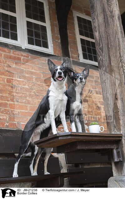 Border Collies / Border Collies / JM-21236