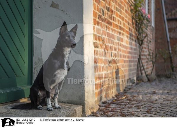 Border Collie / Border Collie / JM-21240