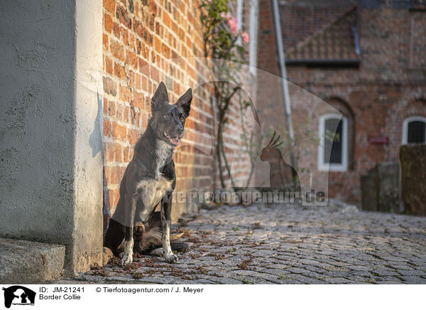 Border Collie / Border Collie / JM-21241