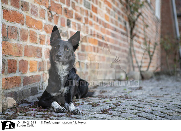 Border Collie / Border Collie / JM-21243