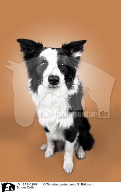 Border Collie / Border Collie / SAB-01001