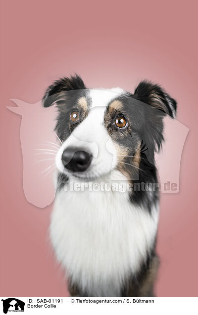 Border Collie / Border Collie / SAB-01191