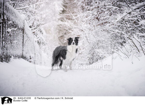 Border Collie / Border Collie / KAS-01235