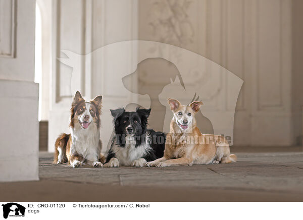 Hunde / dogs / CRO-01120