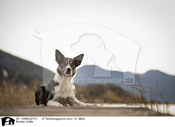 Border Collie / Border Collie / KAM-02701