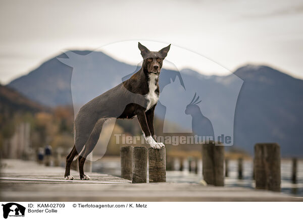 Border Collie / Border Collie / KAM-02709