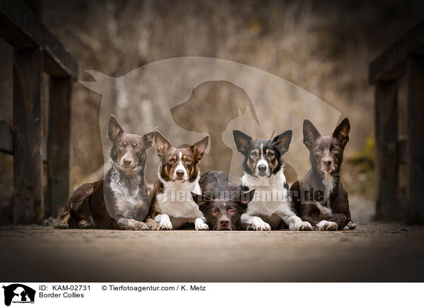 Border Collies / Border Collies / KAM-02731