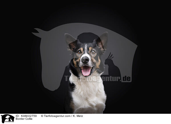 Border Collie / Border Collie / KAM-02759