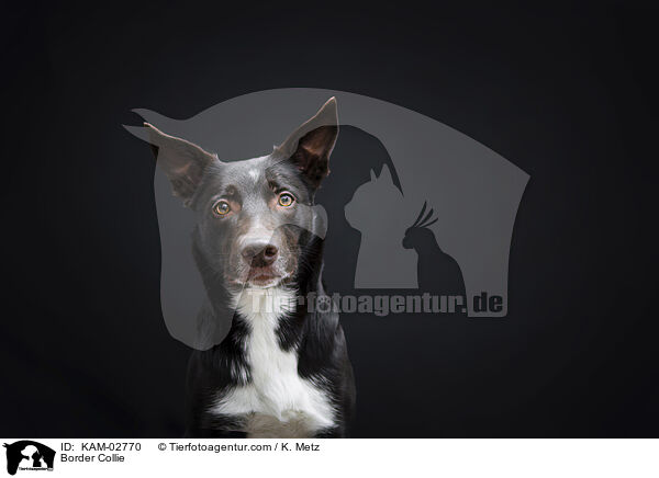 Border Collie / Border Collie / KAM-02770