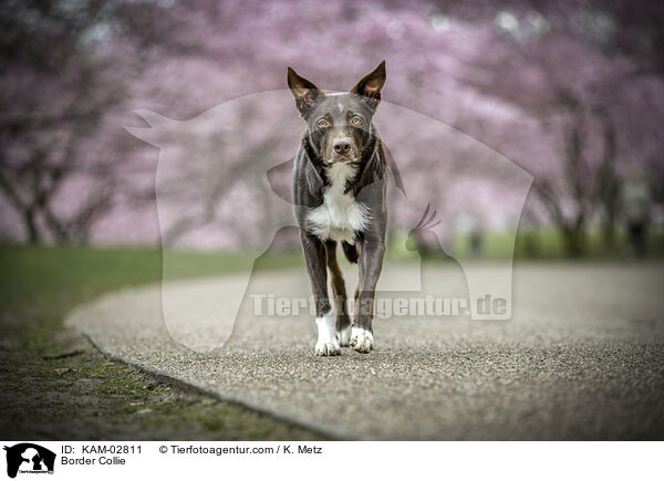 Border Collie / Border Collie / KAM-02811