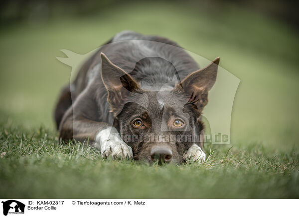 Border Collie / Border Collie / KAM-02817