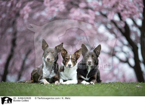 Border Collies / Border Collies / KAM-02826