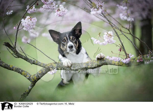 Border Collie / Border Collie / KAM-02829