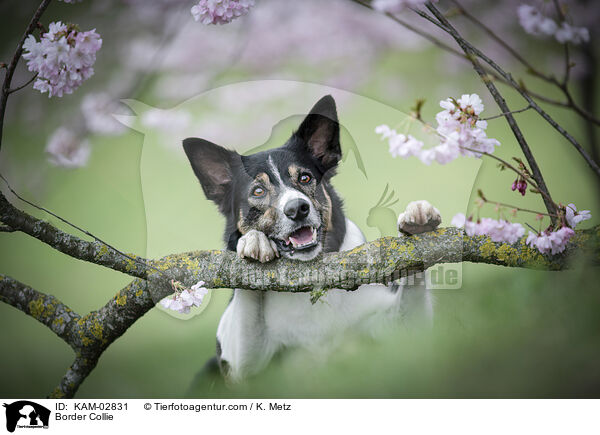 Border Collie / Border Collie / KAM-02831