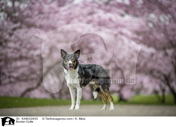 Border Collie / Border Collie / KAM-02835