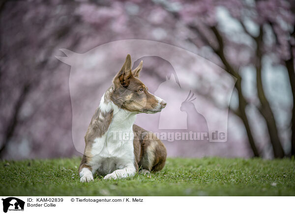 Border Collie / Border Collie / KAM-02839