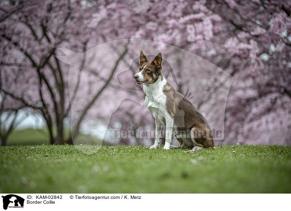 Border Collie / Border Collie / KAM-02842