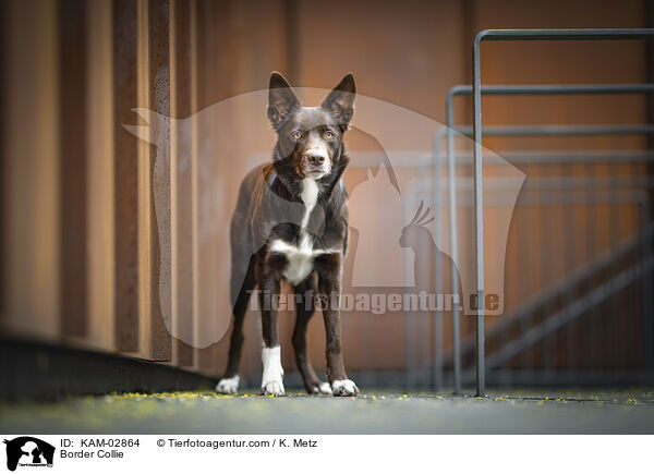 Border Collie / Border Collie / KAM-02864