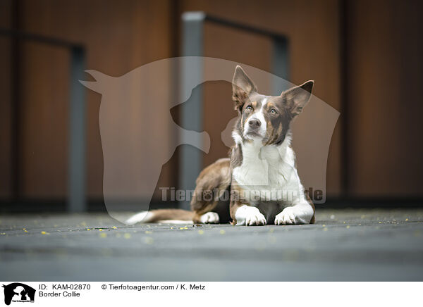 Border Collie / Border Collie / KAM-02870