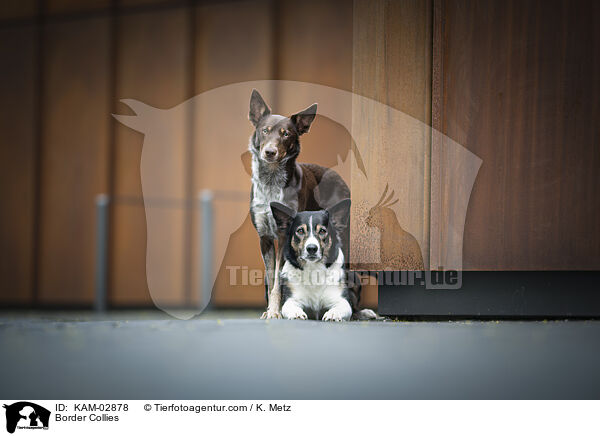 Border Collies / Border Collies / KAM-02878