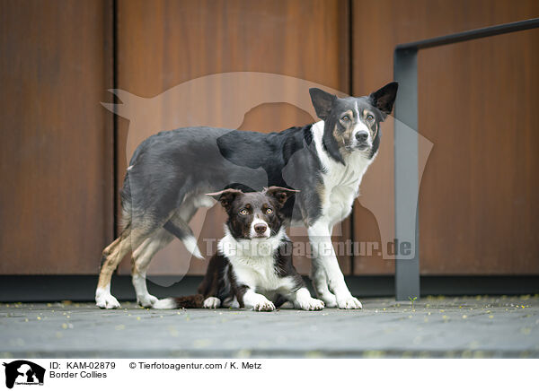 Border Collies / Border Collies / KAM-02879